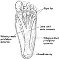 Miniatura para Aponeurosis plantar