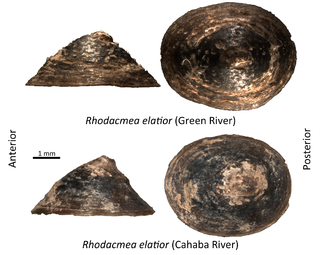 <i>Rhodacmea elatior</i> Species of gastropod