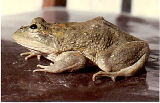 <i>Chrysopaa</i> Genus of amphibians