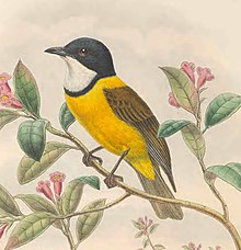 Pachycephala collaris - Птицы Новой Гвинеи (обрезано) .jpg