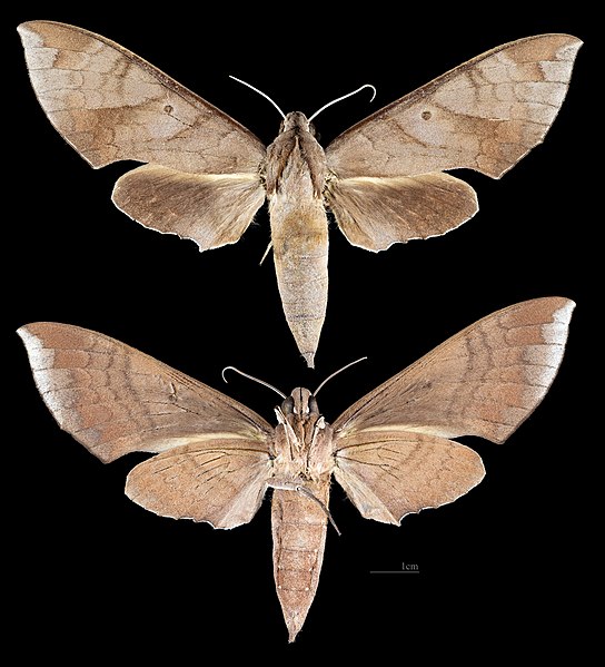 File:Pachylia darceta MHNT CUT 2010 0 340 French Guiana, female.jpg