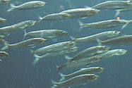 Forage fish - Wikipedia