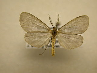 <i>Pagara</i> Genus of moths