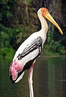 Indische nimmerzat (Mycteria leucocephala)