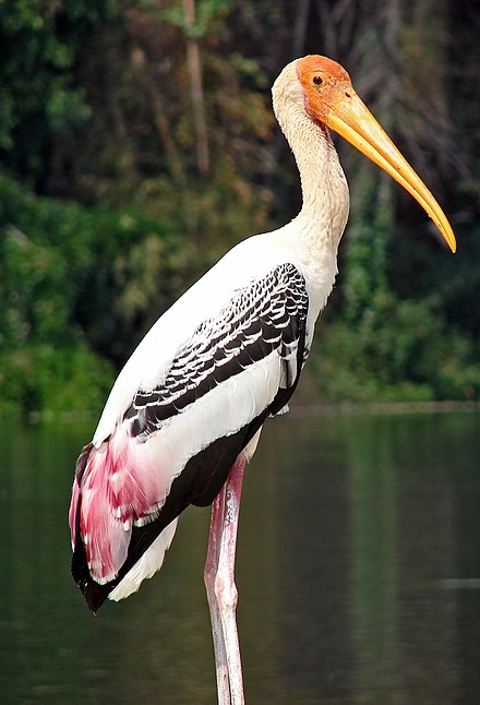 Painted Stork at Ranganathittu
