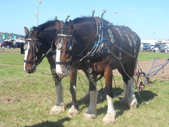 Two horses hitched to a plow.