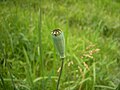 Papaver rhoeas