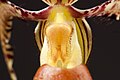 Paphiopedilum sanderianum