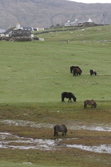 Shetland ponies grazing near Papil Papilponies.jpg