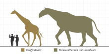 Size comparison of a large Paraceratherium individual compared to a human Paraceratherium-Scale-Diagram-SVG-Steveoc86.svg