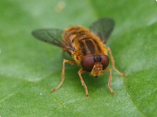 Parhelophilus sp male.jpg