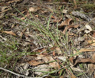 <span class="mw-page-title-main">Paspalidium</span> Genus of grasses