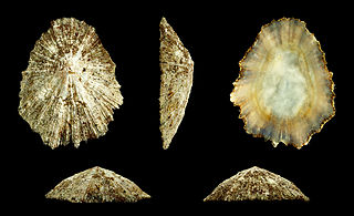 <i>Patella aspera</i> Species of gastropod