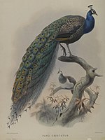 Common Pea Fowl, John Gould, c.1880 Brooklyn Museum.