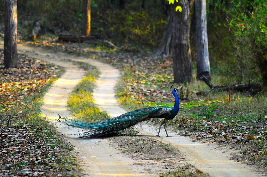 Peacock National Bird Of India - Kanha National Park