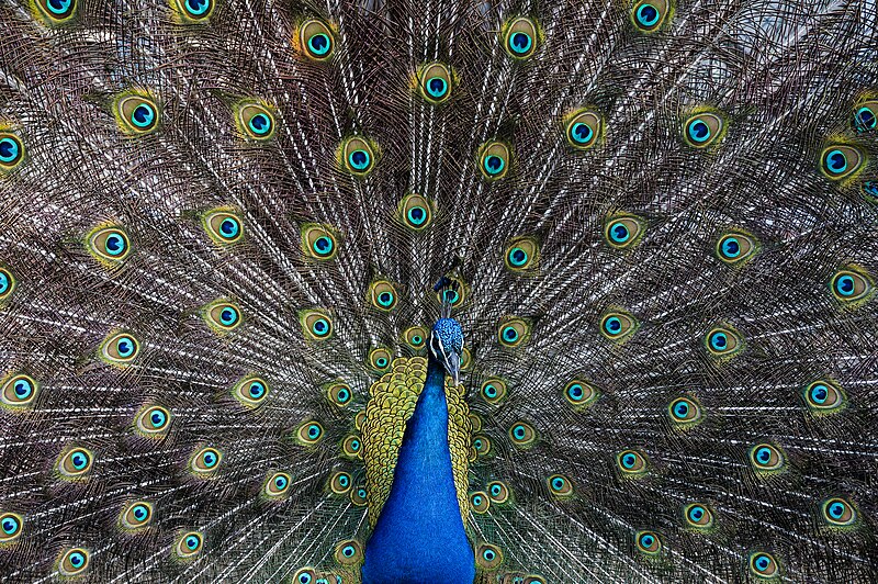 File:Peacock Plumage (Unsplash).jpg