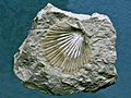 Thumbnail for Pecten flabelliformis