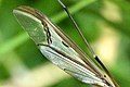 Pedicia rivosa, wing detail