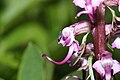 Pedicularis groenlandica