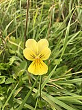 Thumbnail for Viola lutea subsp. calaminaria