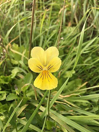 <i>Viola lutea <span style="font-style:normal;">subsp.</span> calaminaria</i> Subspecies of flowering plant
