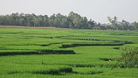 Bentang sawah ring wewidangan Purbolinggo