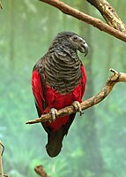 Perfil mostrando as características similares a urubu, tirada no Zoológico de Cincinnati.