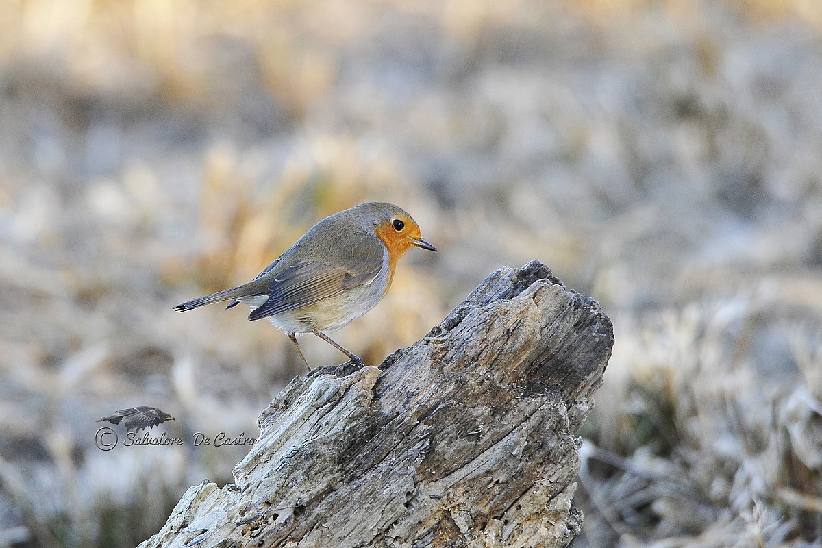 European robin - Wikipedia