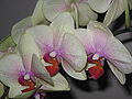 Phalaenopsis cultivar close-up