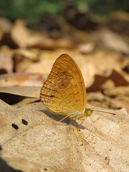 File:Phalanta alcippe - Small Leopard at Aralam Wildlife sanctuary during Aralam butterfly survey 2020 (25).jpg
