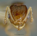 Pheidole sexdentata castype06948 head 1. jpg