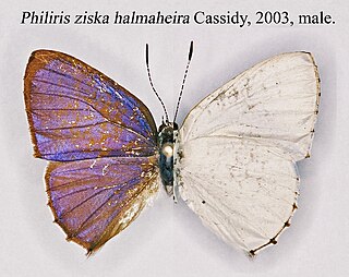 <i>Philiris ziska</i> Species of butterfly