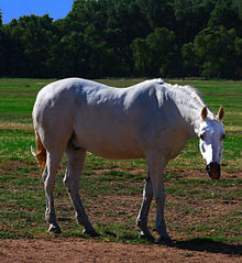 Photograph of a White Horse (3647730243).jpg