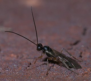 <span class="mw-page-title-main">Phygadeuontini</span> Tribe of wasps