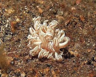 <i>Phyllodesmium jakobsenae</i> Species of gastropod