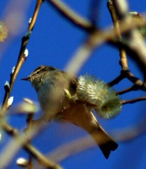 Phylloscopus Collybita: Taxonomía, Descripción, Distribución y hábitat