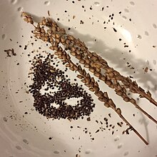 Seeds of Physostegia Physostegia seeds.jpg