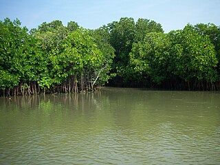 Pichavaram Mangrove Forest