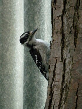 Downy Woodpecker (Picoides pubescens)