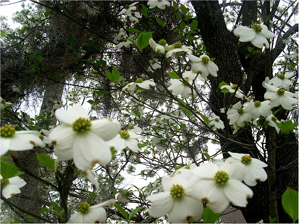 Some of my photography, flowers in North Carolina.