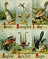 Picture alphabet of birds (1874) (14564976339).jpg