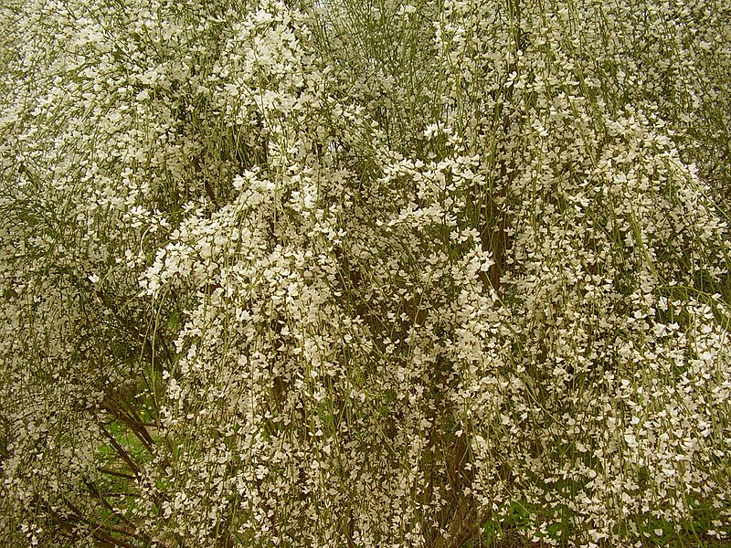 File:PikiWiki Israel 5033 retama raetam flowers.jpg