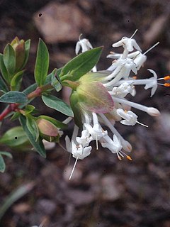 <i>Pimelea linifolia</i> Species of plant