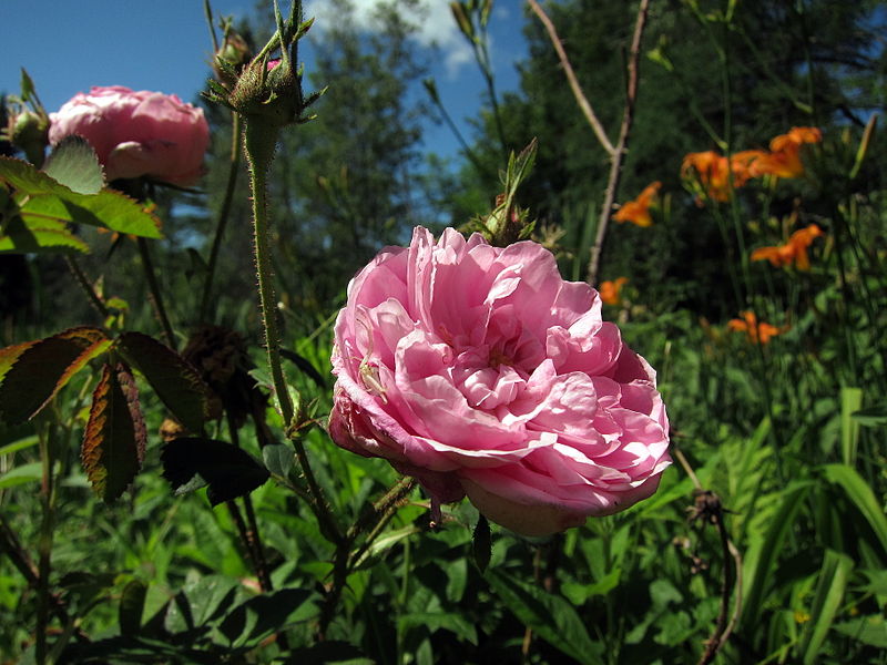 File:Pink spider on a rose (5921336100).jpg