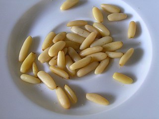 Pine nut edible seeds of pines