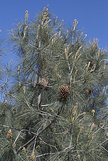 <i>Pinus sabiniana</i> Pine tree found in North America