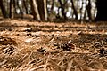 Leaf and cone debris; Miho no Matsubara, Shizuoka, Japan