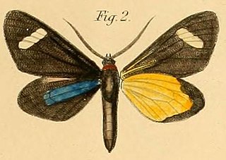 <i>Pitthea perspicua</i> Species of moth