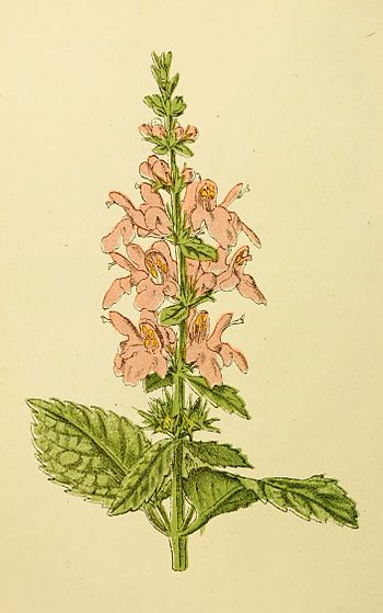 Plantenschat1898 170 80 Boschandoorn—Stachys sylvatica.jpg