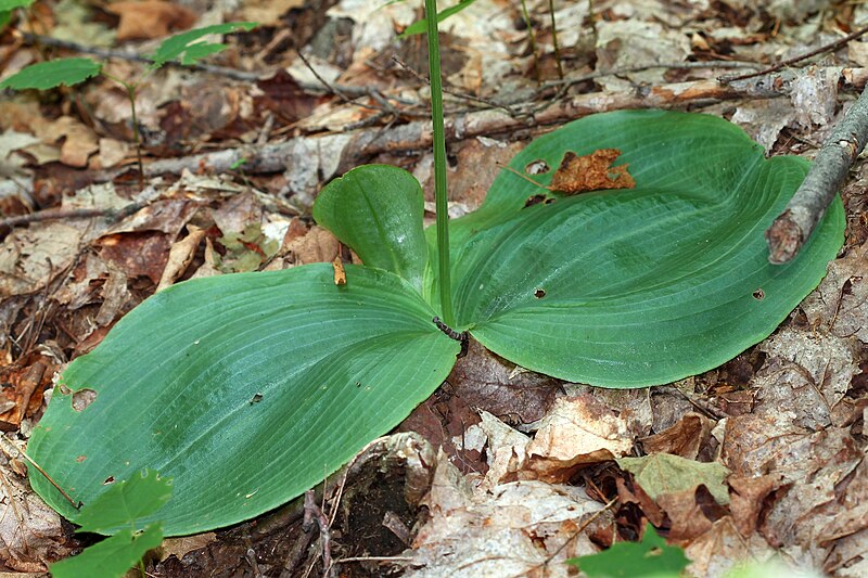 File:Platanthera macrophylla 5515678.jpg